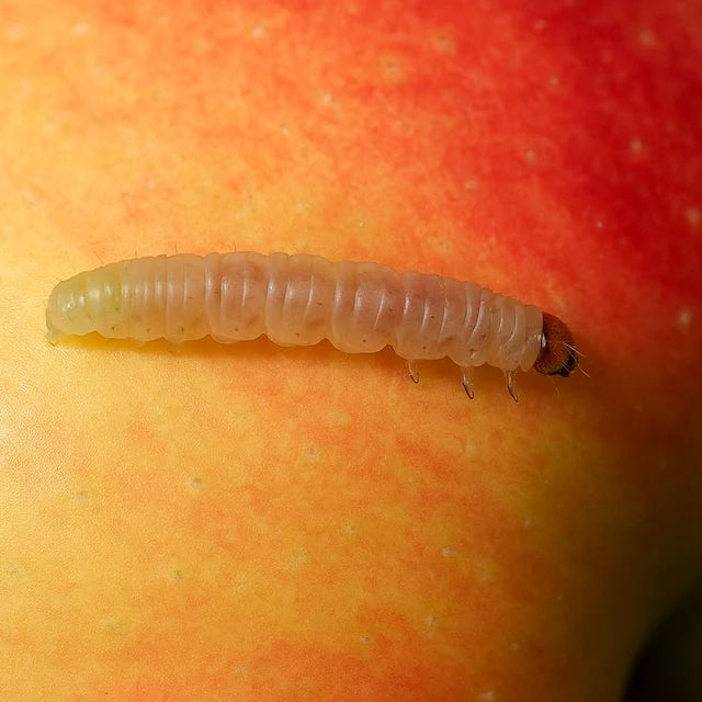 Codling moth larvae on an apple