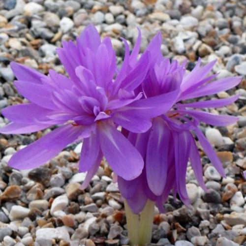 Colchicum autumnale 'Pleniflorum'