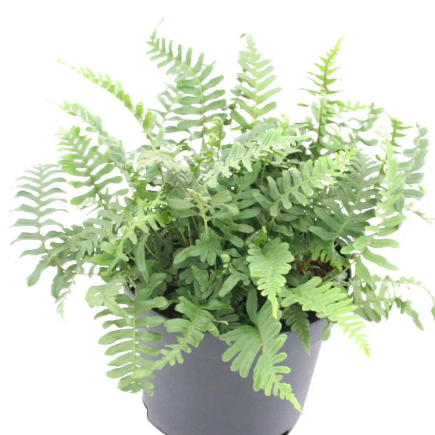 Polypodium vulgare (Common Polypody Fern)