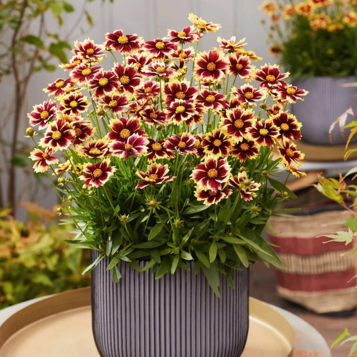 Coreopsis grandiflora 'Solar Fancy'