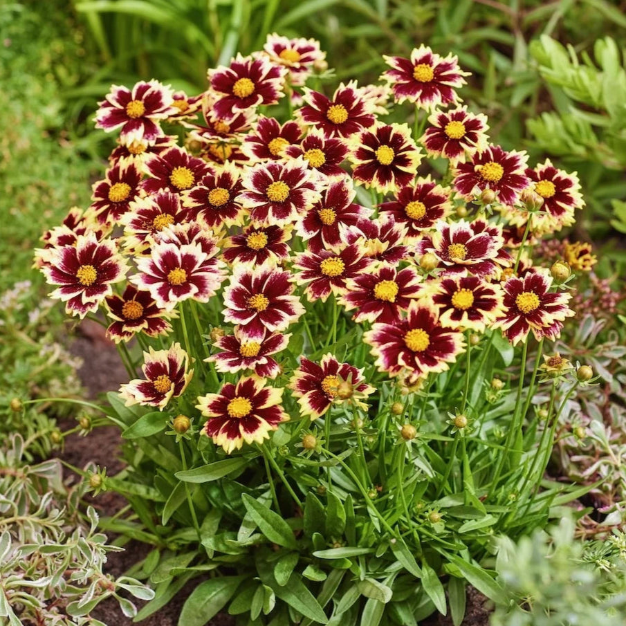 Coreopsis grandiflora 'Solar Fancy'