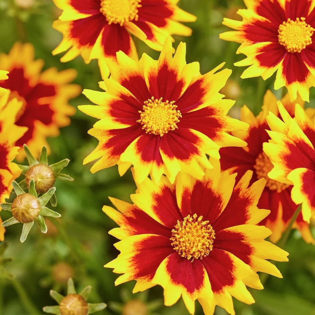 Coreopsis grandiflora 'Solar Jewel'