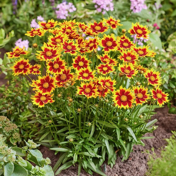 Coreopsis grandiflora 'Solar Jewel'