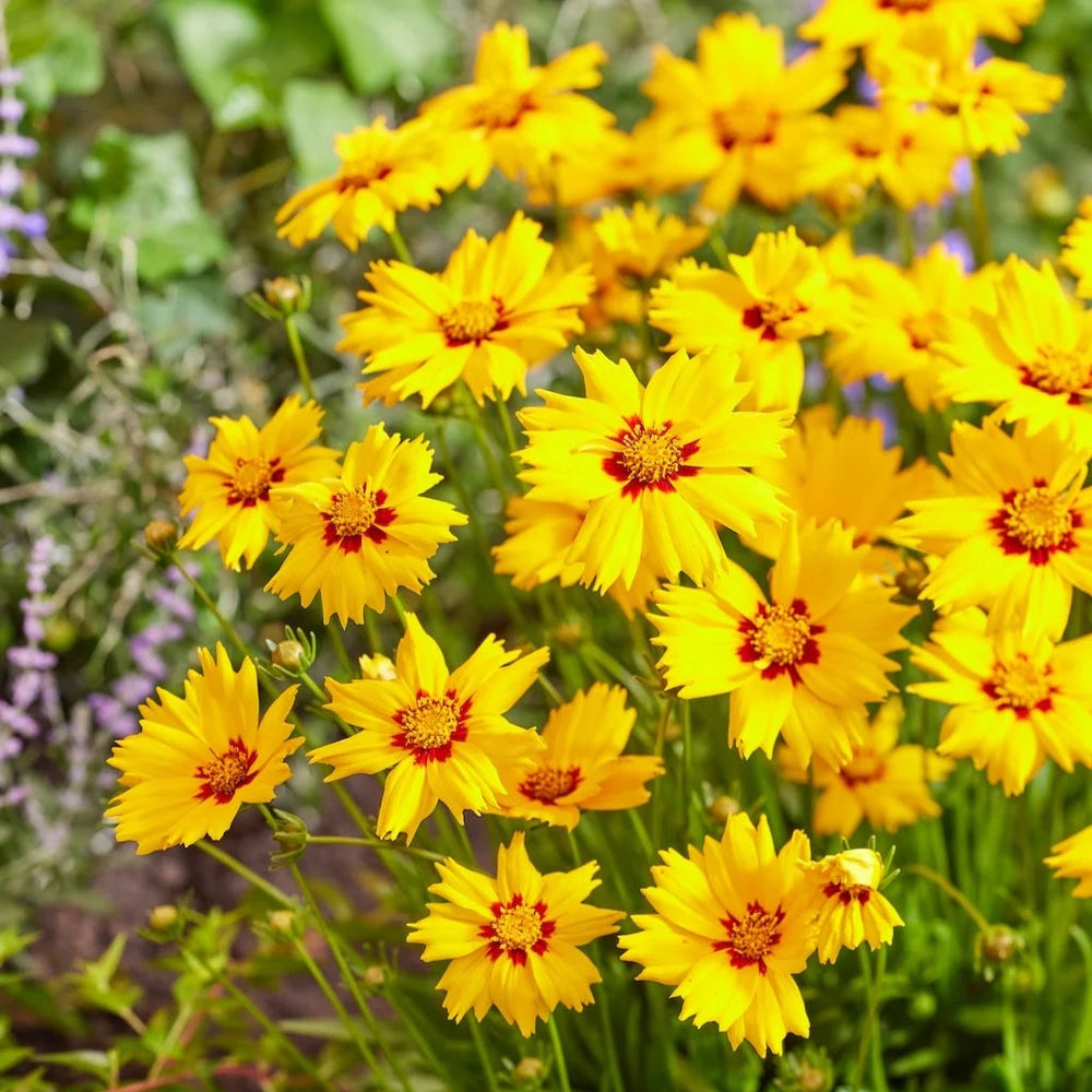 Coreopsis grandiflora 'Solar Mellow'