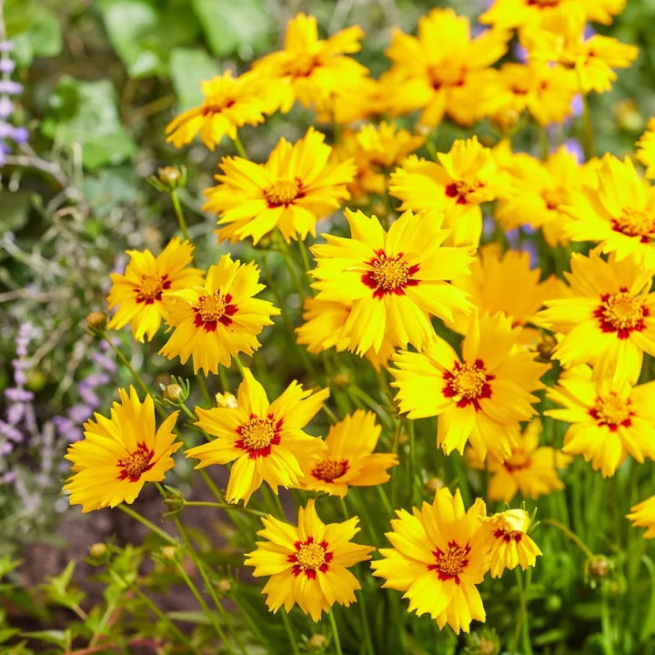 Coreopsis grandiflora 'Solar Mellow'