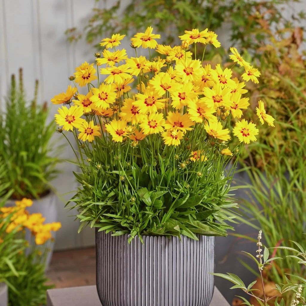 Coreopsis grandiflora 'Solar Mellow'