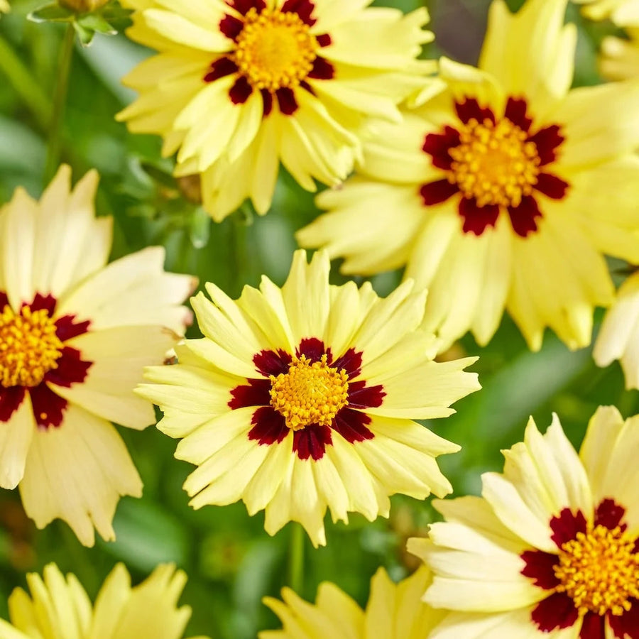 Coreopsis grandiflora 'Solar Moon'
