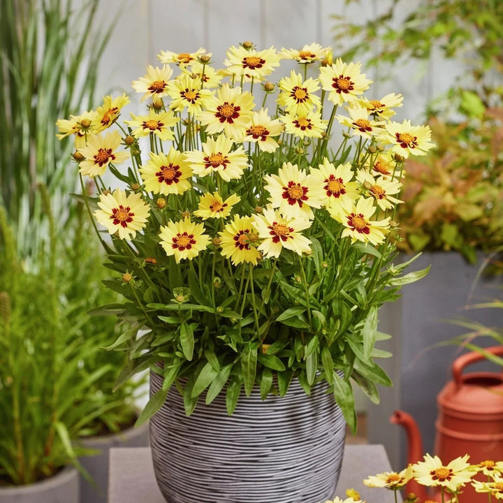 Coreopsis grandiflora 'Solar Moon'