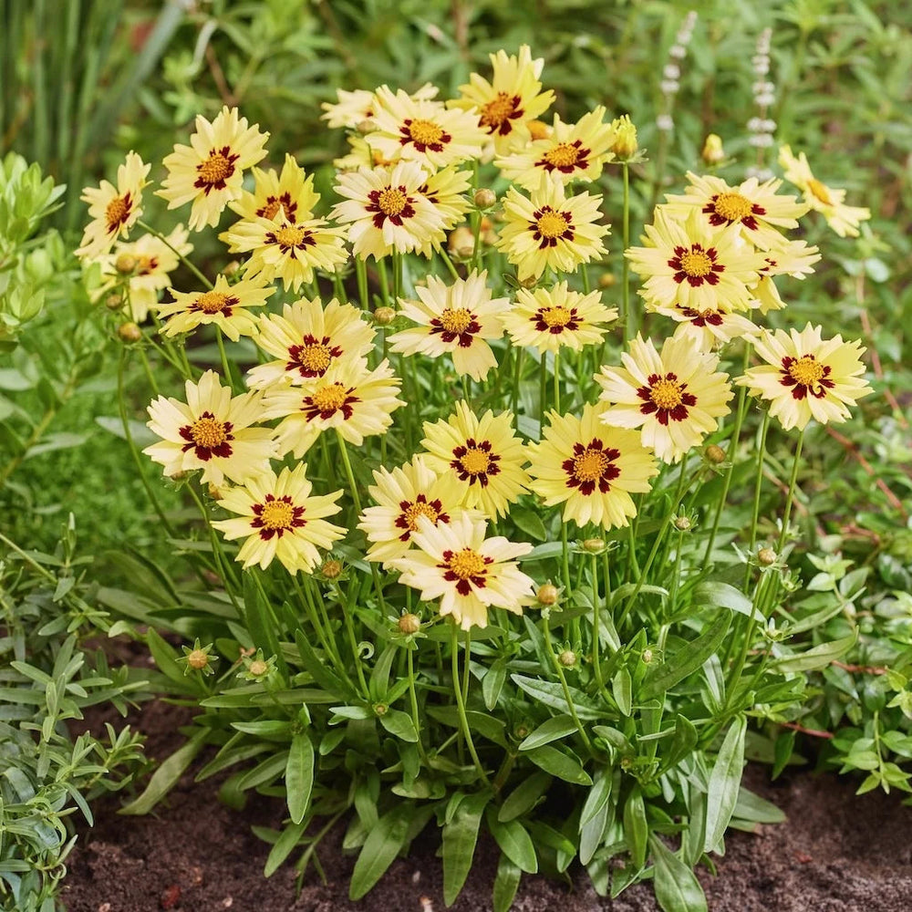 Coreopsis grandiflora 'Solar Moon'