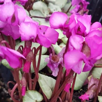 Buy Cyclamen coum - Silver Leaf Tubers online