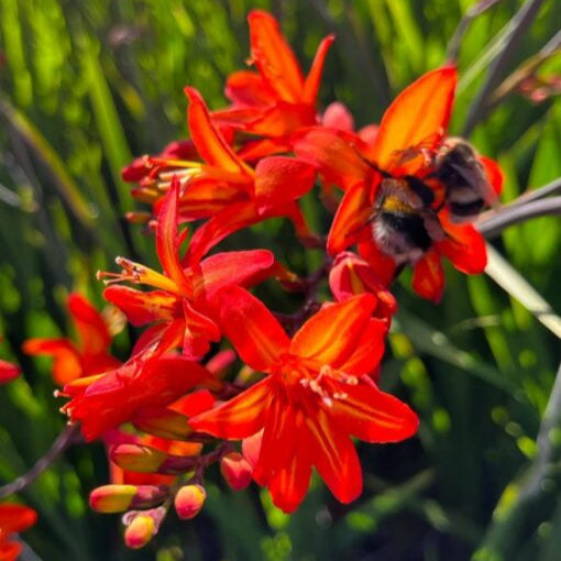 Crocosmia 'Scorchio'