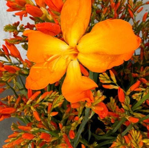 Crocosmia 'Disco Dancer'