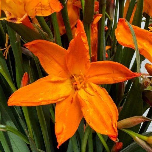 Crocosmia 'Star of the East'