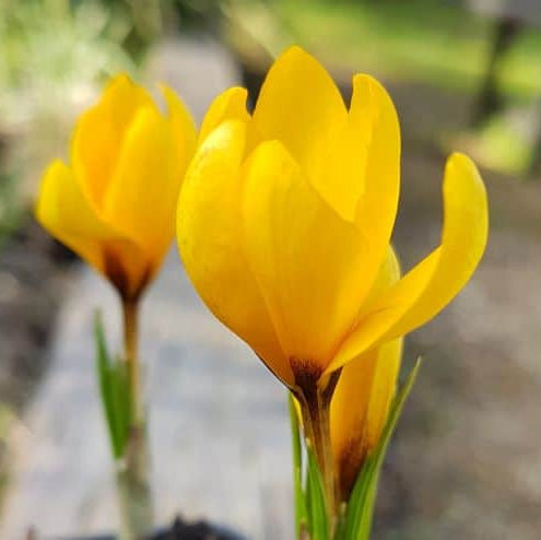 Crocus korolkowii 'Kiss of Spring' Corms