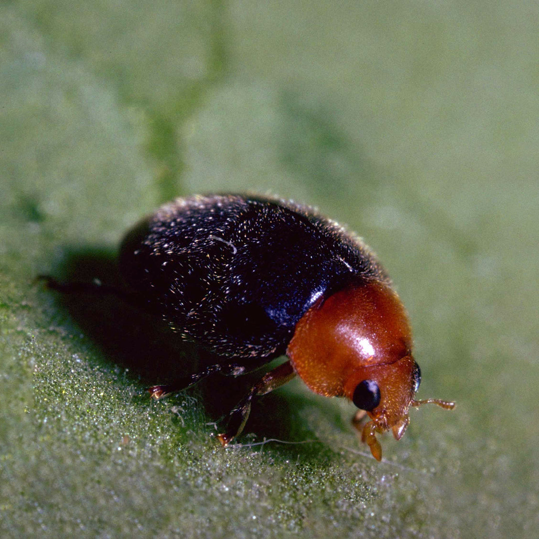 MightyBug Natural Mealybug Killer (Mealybug Ladybird - Cryptolaemus montrouzieri)