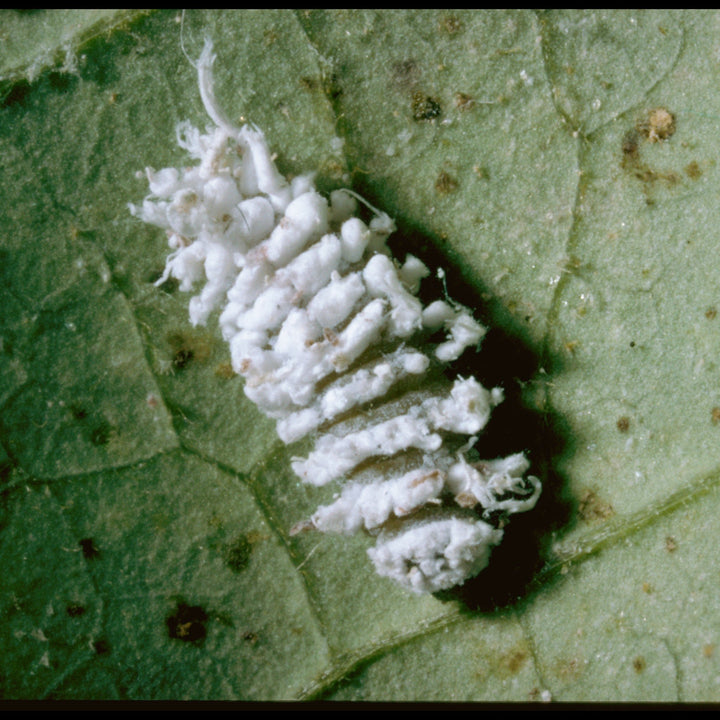 MightyBug Natural Mealybug Killer (Mealybug Ladybird - Cryptolaemus montrouzieri)