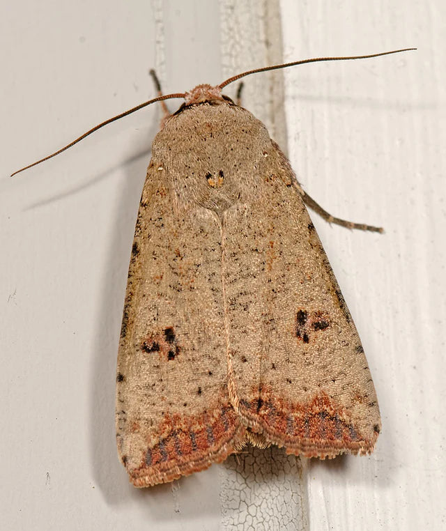 Noctuid moth metamorphosed from a cutworm
