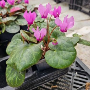 Cyclamen purpurascens