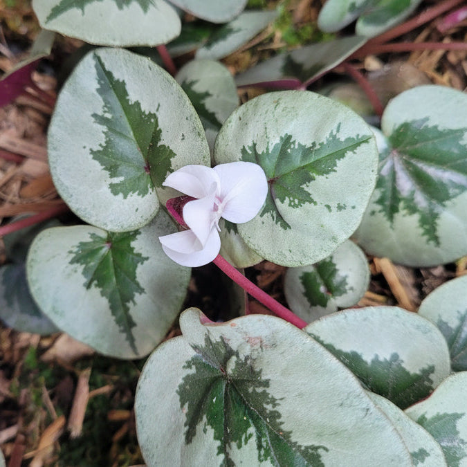 Buy Cyclamen coum - White Christmas Tree Group Tubers online