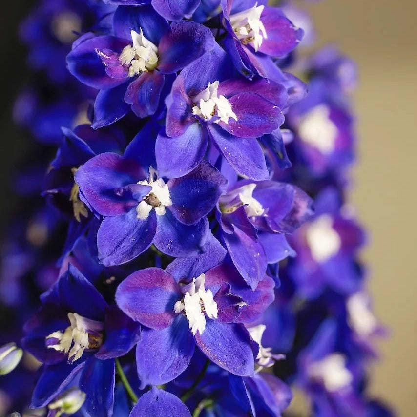 Delphinium 'Blue Fabulosa' (Delgenius Series)