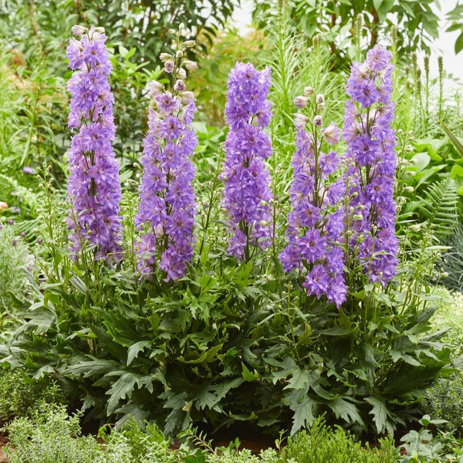 Delphinium 'Breezin' (Delgenius Series)