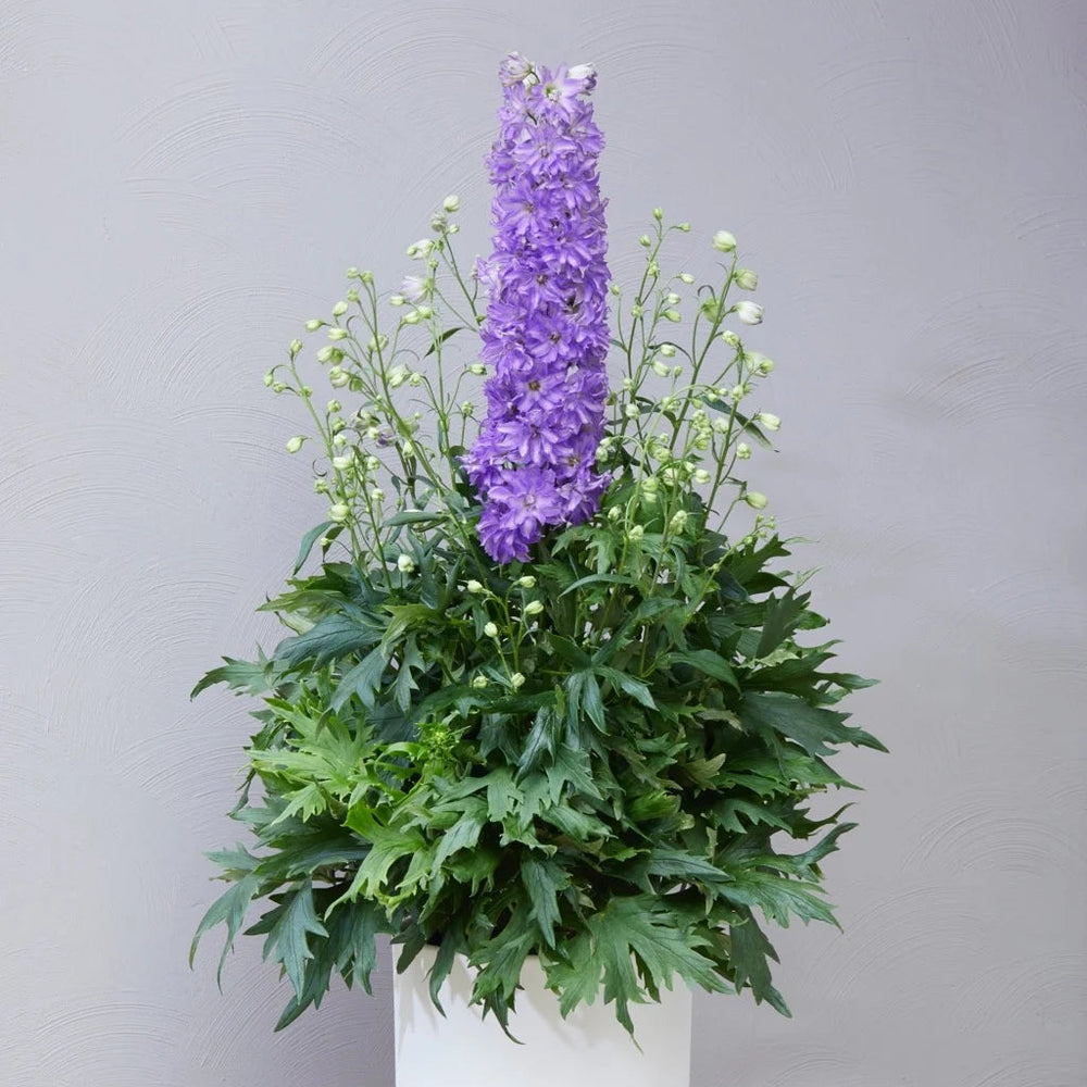 Delphinium 'Breezin' (Delgenius Series)