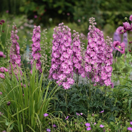 Delphinium 'Chantay' (Delgenius Series)
