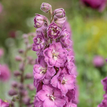 Delphinium 'Chantay' (Delgenius Series)