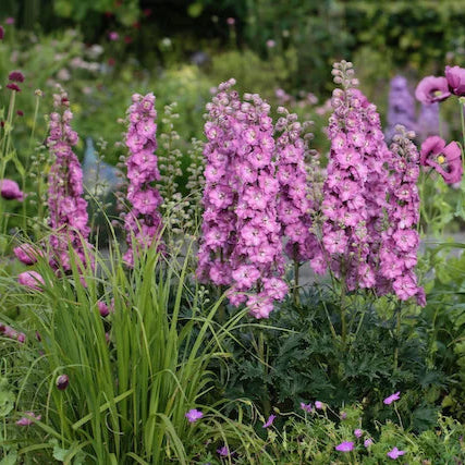 Delphinium 'Chantay' (Delgenius Series)