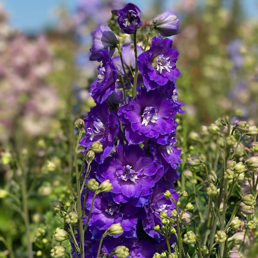 Delphinium 'Glitzy' (Delgenius Series)