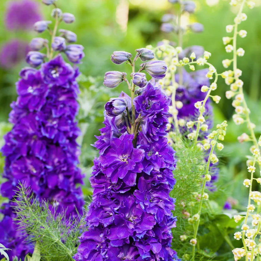 Delphinium 'Kingsley' (Delgenius Series)