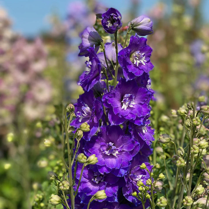 Delphinium 'Kingsley' (Delgenius Series)
