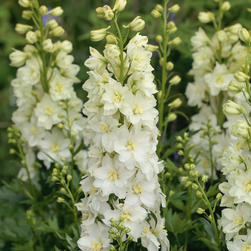 Delphinium 'Neva' (Delgenius Series)