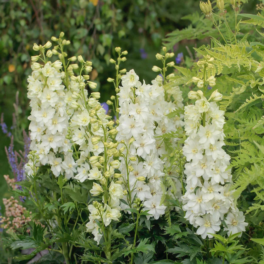 Delphinium 'Neva' (Delgenius Series)
