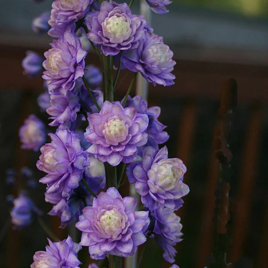 Delphinium elatum 'Bolero' (Highlander Series)