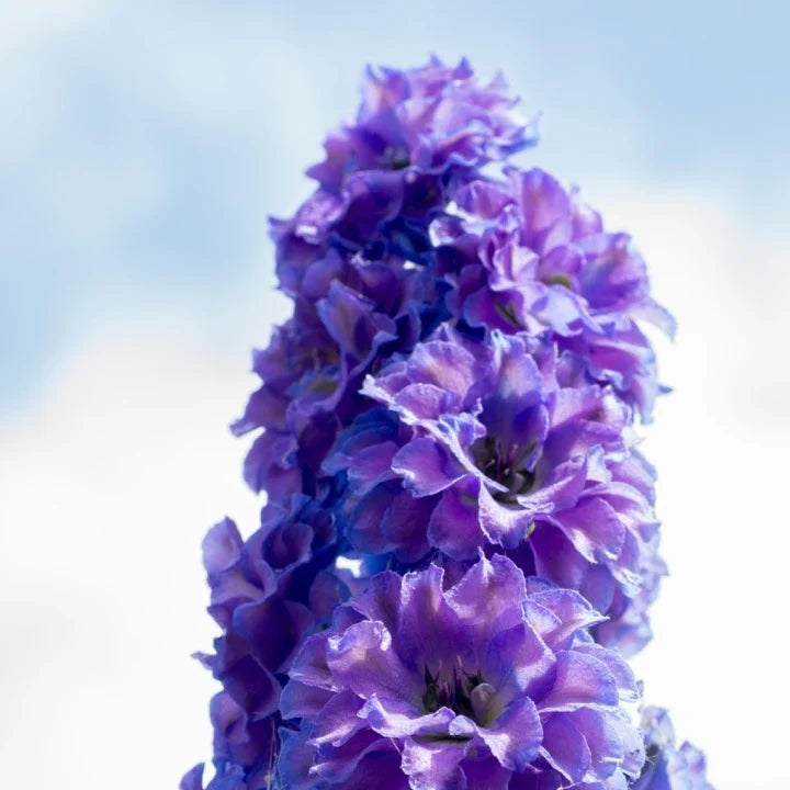 Delphinium elatum 'Bolero' (Highlander Series)