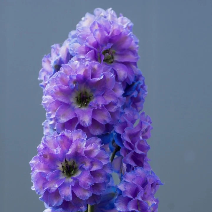 Delphinium elatum 'Bolero' (Highlander Series)