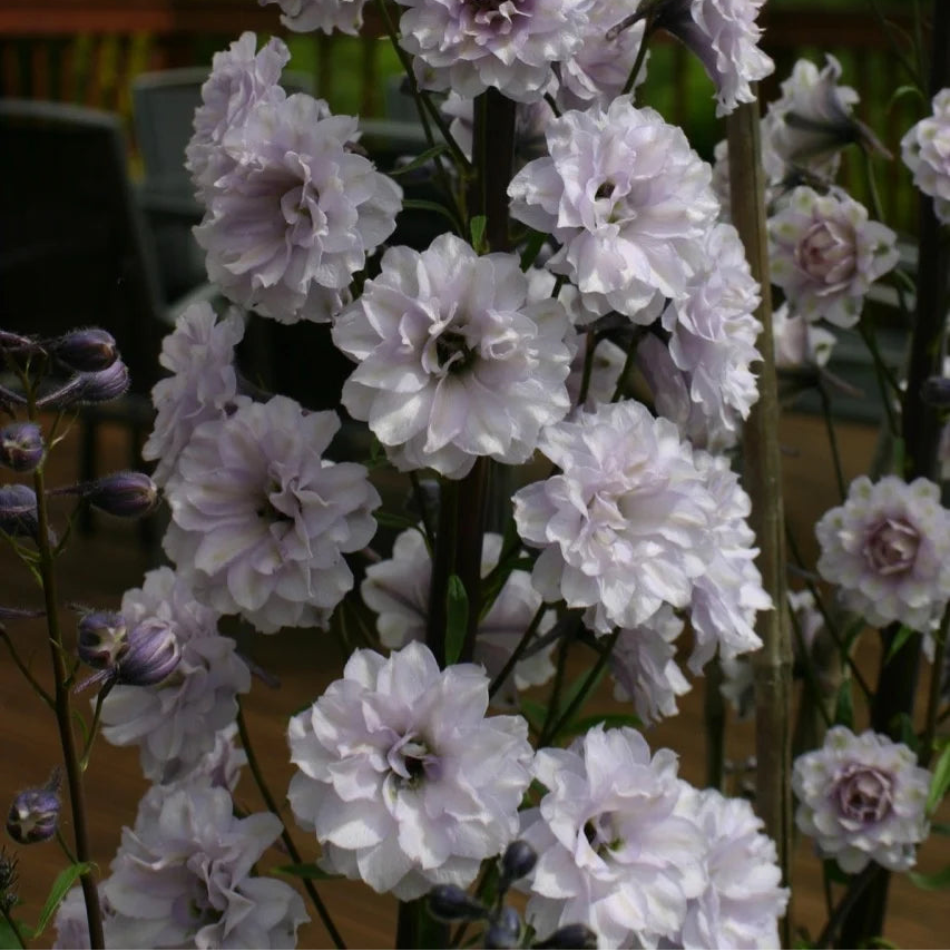 Delphinium elatum 'Cha Cha' (Highlander Series)