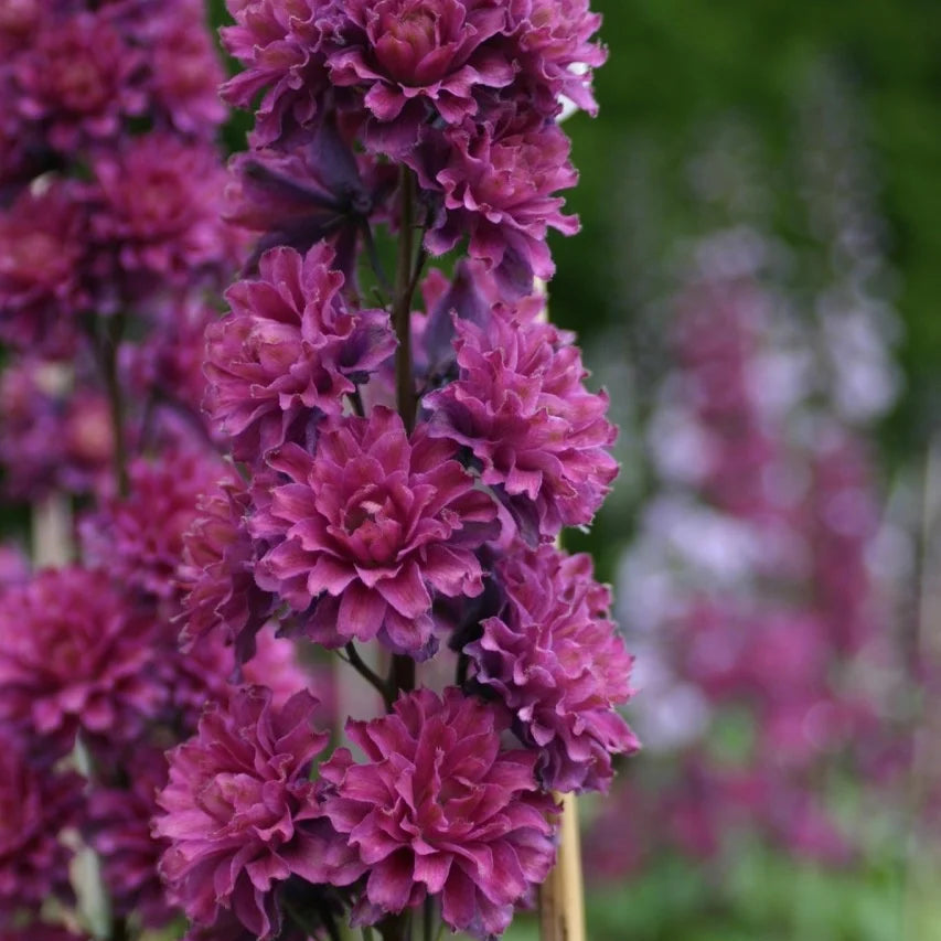 Delphinium elatum 'Flamenco' (Highlander Series)