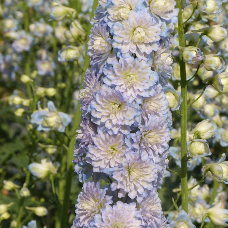 Delphinium elatum 'Moon Light' (Highlander Series)
