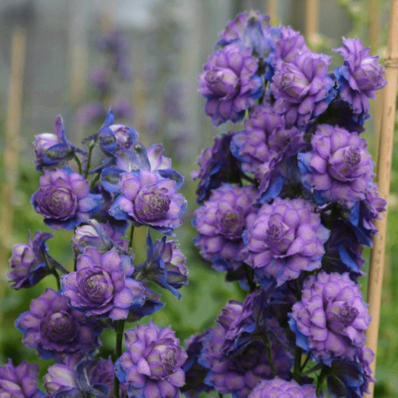 Delphinium elatum 'Sweet Sensation' (Highlander Series)