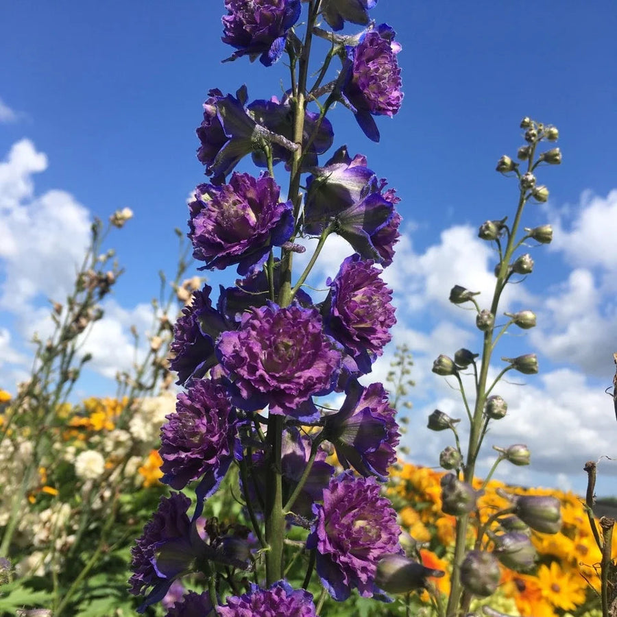 Delphinium elatum 'Sweet Sensation' (Highlander Series)