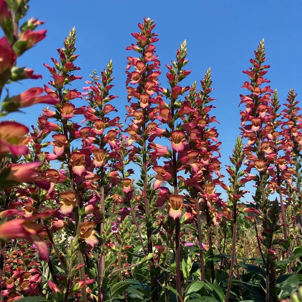 Digiplexis 'Falcon Fire'