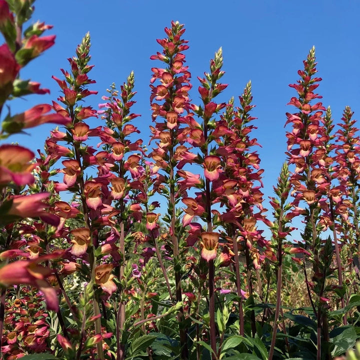 Digiplexis 'Falcon Fire'