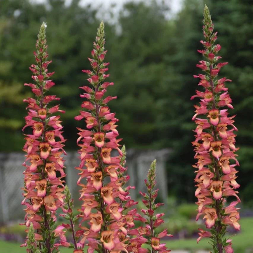 Digiplexis 'Falcon Fire'