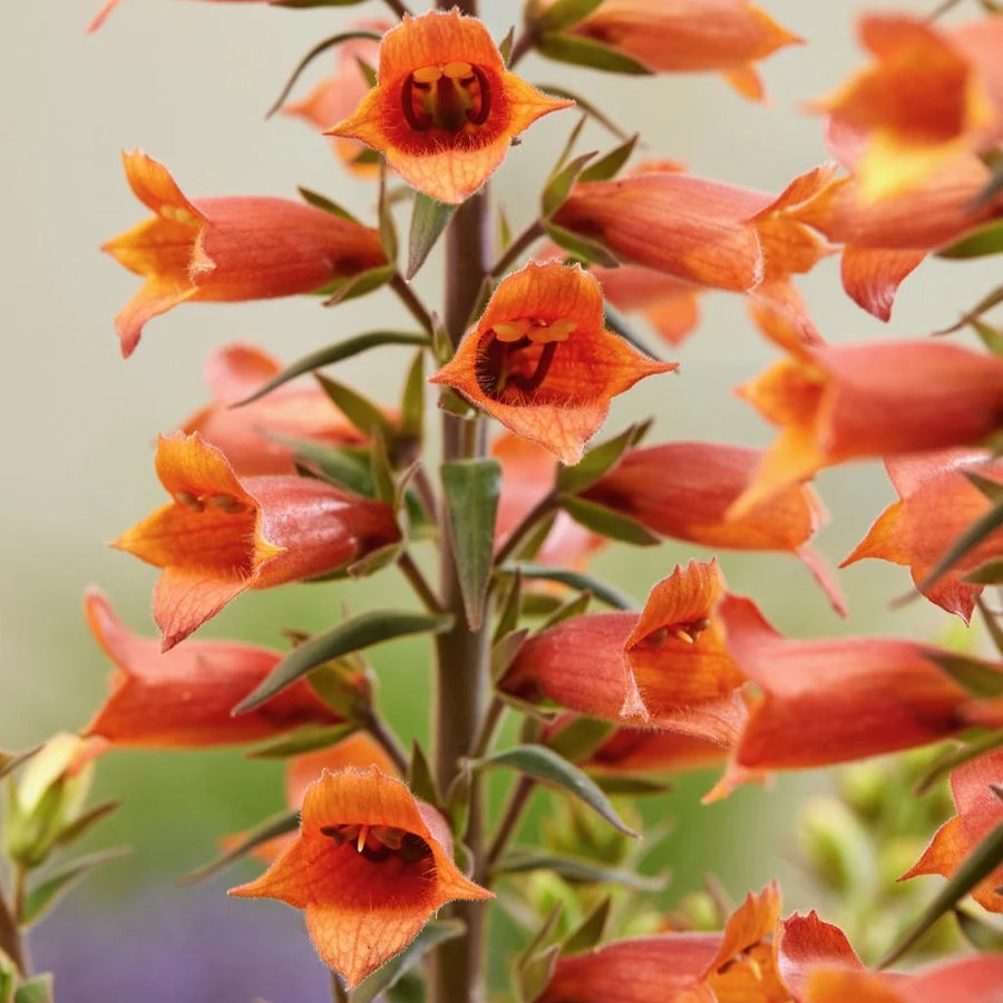 Digiplexis 'Firecracker'
