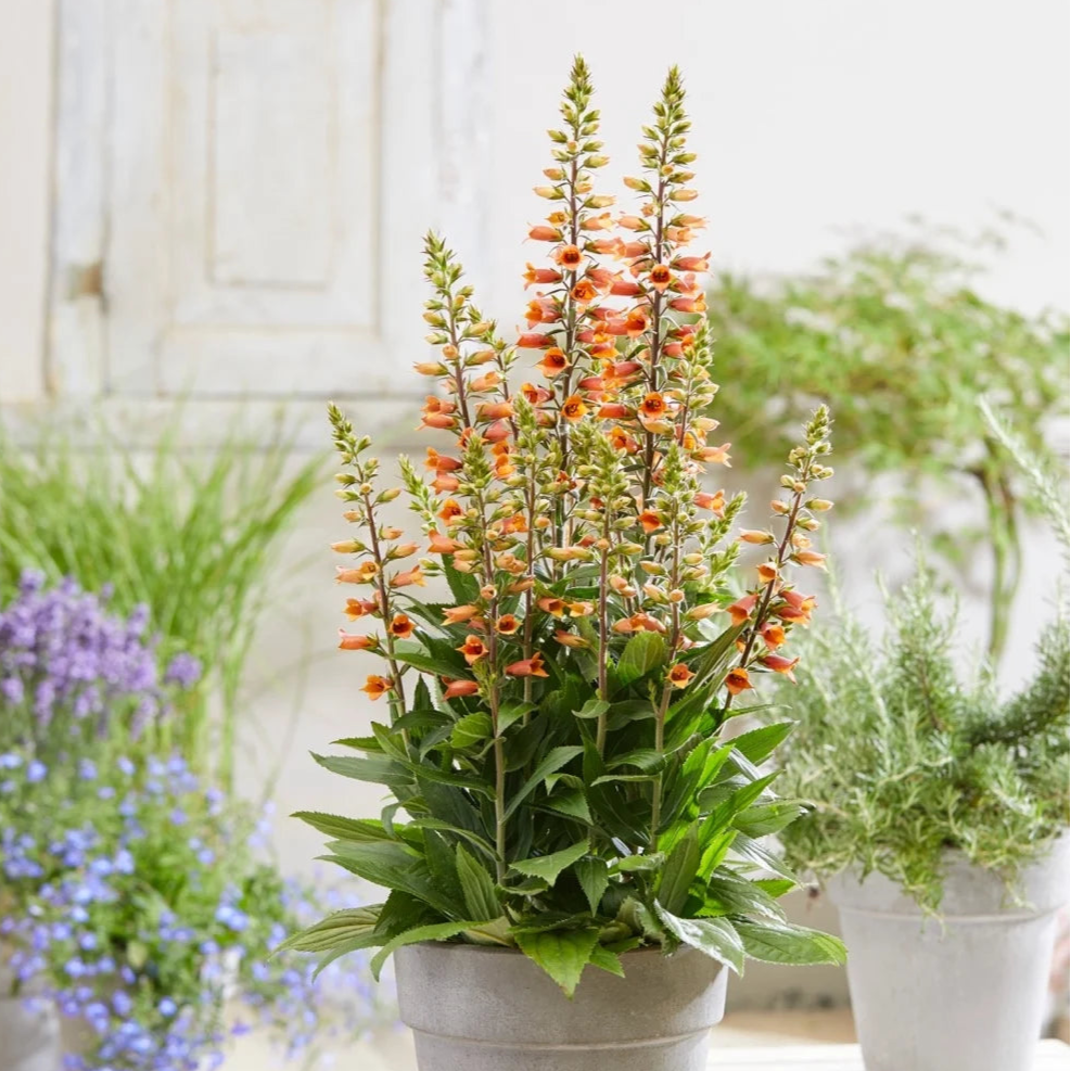 Digiplexis 'Firecracker'