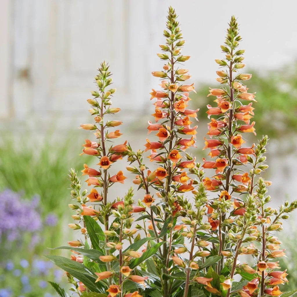 Digiplexis 'Firecracker'
