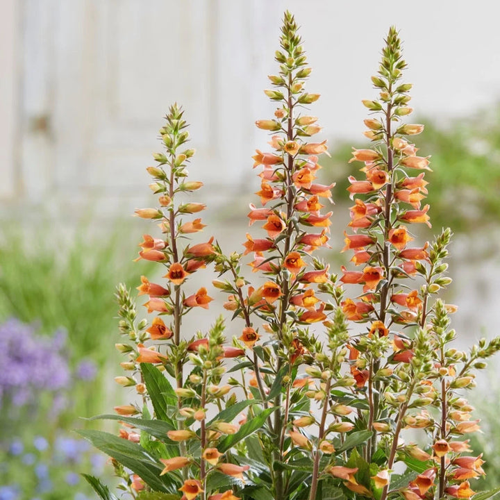 Digiplexis 'Firecracker'