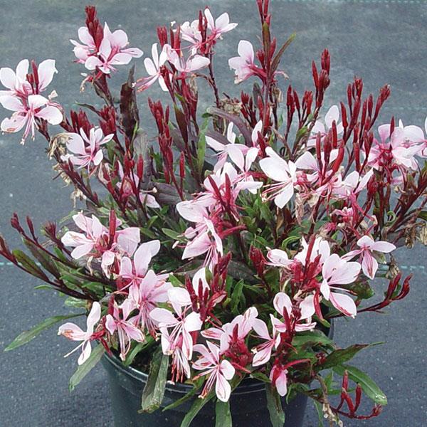 Gaura 'Gaudi Pink'
